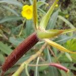 Ludwigia grandiflora Fruit