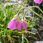 Allium narcissiflorum Kukka