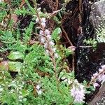 Calluna vulgaris Fleur