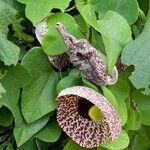 Aristolochia littoralis Hábitos