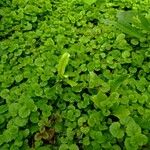 Chrysosplenium oppositifolium Blad