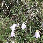 Campanula rotundifoliaFlower