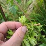 Ornithogalum candicans Květ