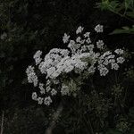 Heracleum sphondylium Kwiat