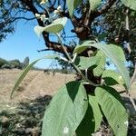 Buddleja cordata पत्ता