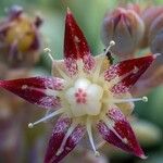 Graptopetalum macdougallii Flower