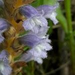 Orobanche nana Кветка