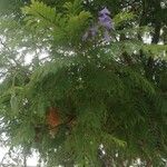 Jacaranda mimosifolia برگ