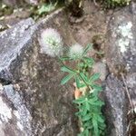 Trifolium arvense Žiedas