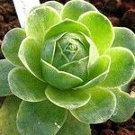 Aeonium diplocyclum Liść