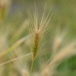 Hordeum marinum फल