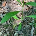 Hieracium albiflorum Blatt