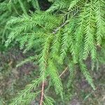 Taxodium distichum葉