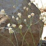 Eriogonum nudum Habitat