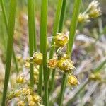 Juncus filiformis Fruit