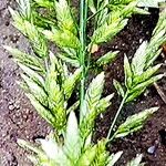 Eragrostis cilianensis Flower