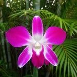 Spathoglottis unguiculata Flower