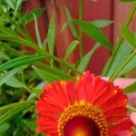 Helenium autumnaleFlower