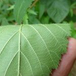 Rubus platyacanthus Otro