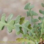 Limonium lobatum Fulla