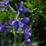 Delphinium staphisagria Blüte