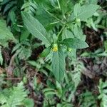Carpesium divaricatum Bleunienn