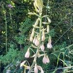 Ornithogalum candicans Flor