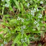 Valerianella locusta Plante entière