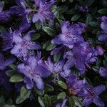 Rhododendron polycladum Цвят