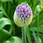 Allium aflatunense Цвят