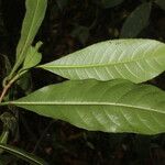 Gymnanthes riparia Hoja