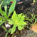 Eryngium foetidum Leaf