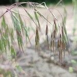 Bromus tectorum Levél