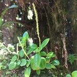 Peperomia rotundifolia Habitus