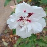 Hibiscus syriacus Fleur