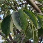 Ceiba chodatii Leaf