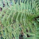 Polystichum setiferum Φύλλο