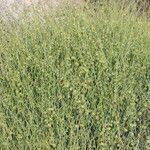 Rumex induratus পাতা