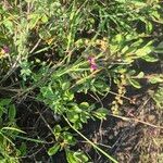 Talinum portulacifolium Blad