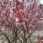 Prunus cerasifera Flower