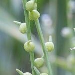Litwinowia tenuissima