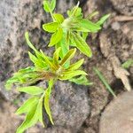 Cleome dodecandra Leaf