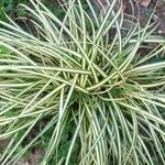 Carex ornithopoda Folha