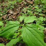 Trillium govanianum