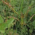 Juncus inflexus Blomst