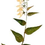 Campanula rapunculoides Kwiat