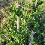 Commiphora madagascariensis Кора