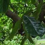 Annona montana Leaf