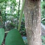 Dioscorea alata Écorce