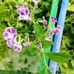 Duranta erectaКветка